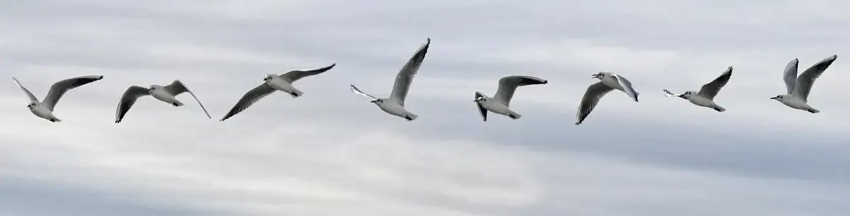 Reihenfolge erfindungen